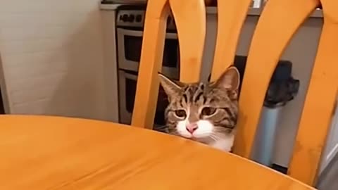 I have never had so much fun with cat before today