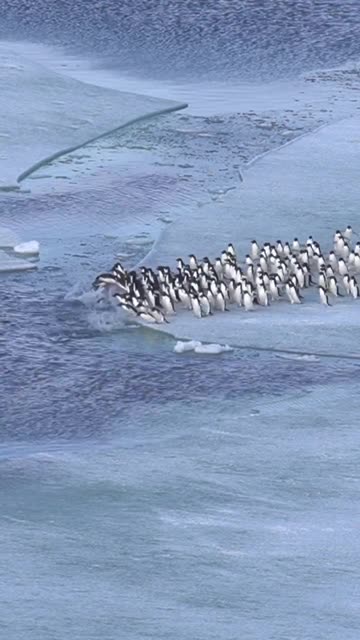 Penguin pile