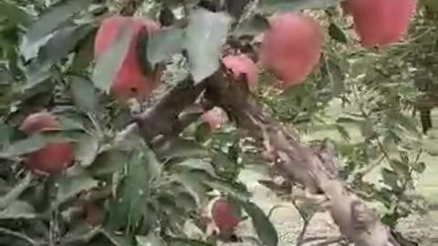 NATURAL PHOTOGRAPHY