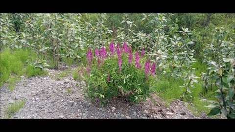 Alaska Pt. 16