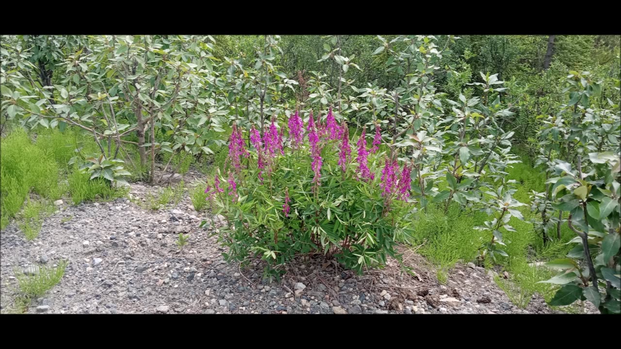Alaska Pt. 16