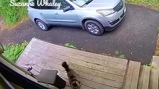 GOOD KITTY!!!!!