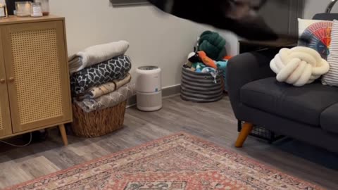 Dog Loves Doing Backflips