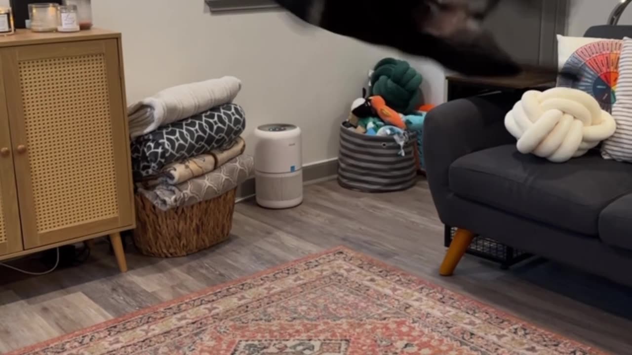 Dog Loves Doing Backflips