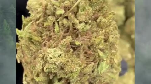 Silver Haze Kush THCa Flower | 26% Classic Reserve | Energizing Sativa | Citrus Pine Spice #thca