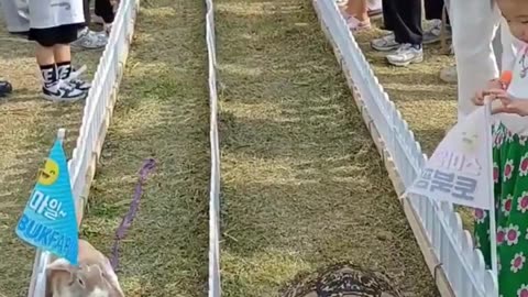 🐢🐇 The Ultimate Tortoise vs Rabbit Race! 🚀#TortoiseVsRabbit 🐢🐇 #AnimalRace 🏁 #FunnyAnimals 😂 #Pet