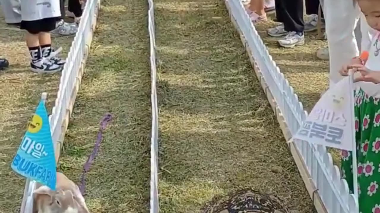 🐢🐇 The Ultimate Tortoise vs Rabbit Race! 🚀#TortoiseVsRabbit 🐢🐇 #AnimalRace 🏁 #FunnyAnimals 😂 #Pet