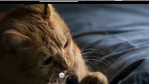 Editing Cat Photos in Photoshop