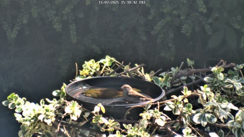 Sparrows Splashing in a Bird Bath