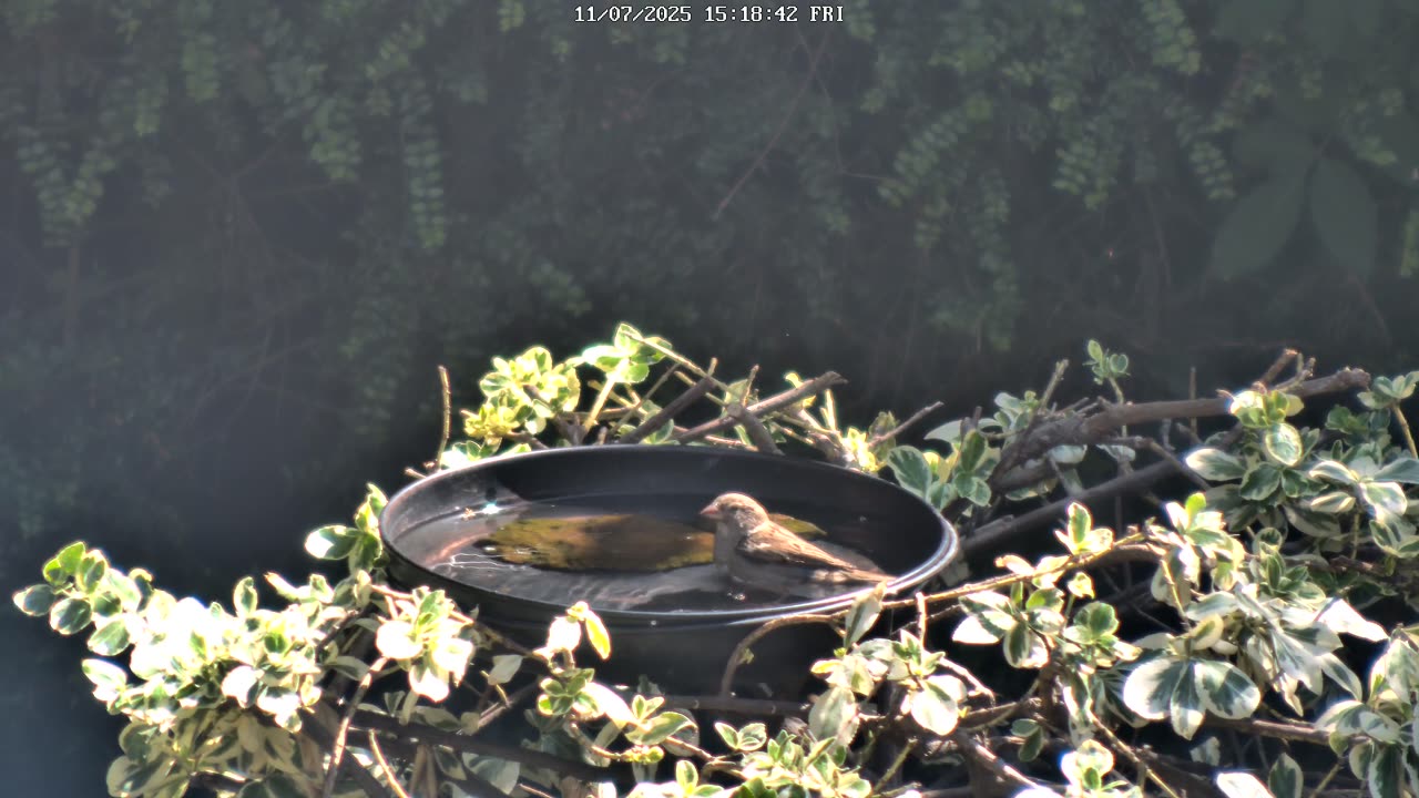 Sparrows Splashing in a Bird Bath