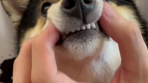 Dog Care SPA