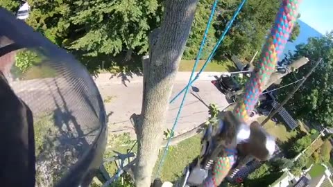 ✨🌳 Watch a Pro Arborist Drop a Tree with Perfect Precision! | FeedMyCuriosity