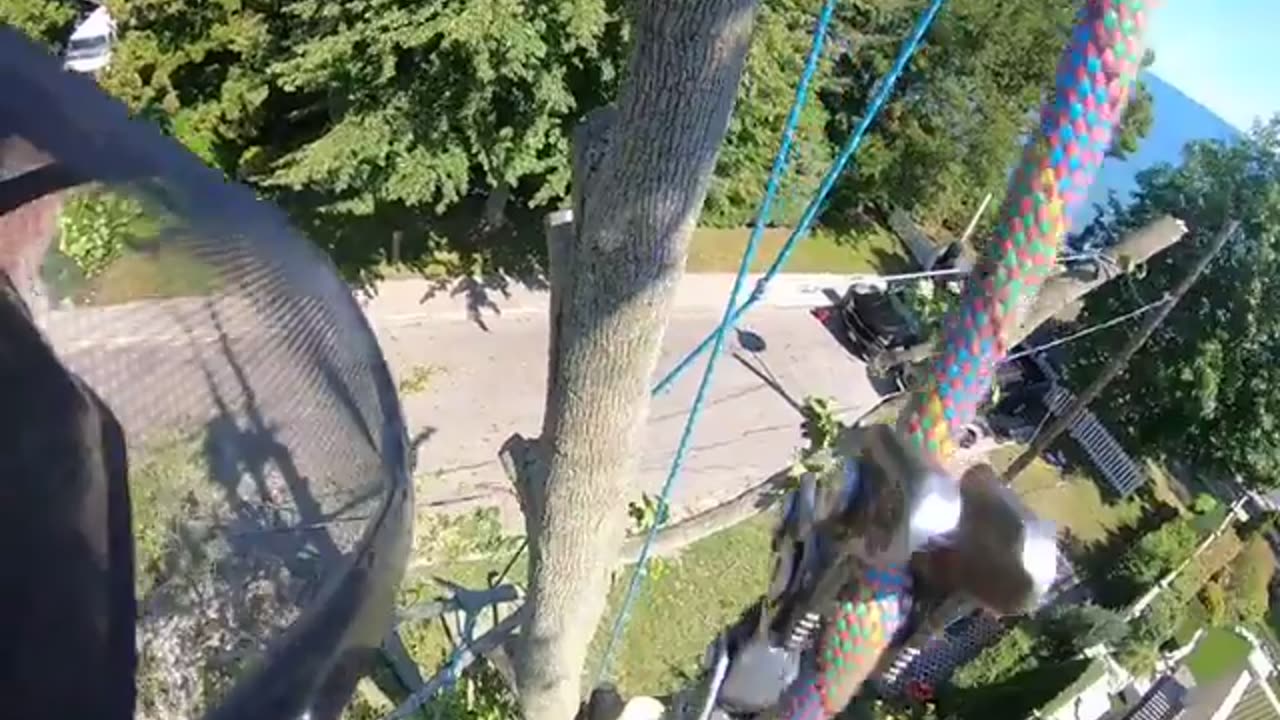 ✨🌳 Watch a Pro Arborist Drop a Tree with Perfect Precision! | FeedMyCuriosity