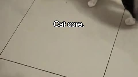Funny Cat movement