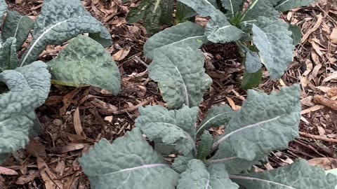 Kale & Lettuce at Jaya