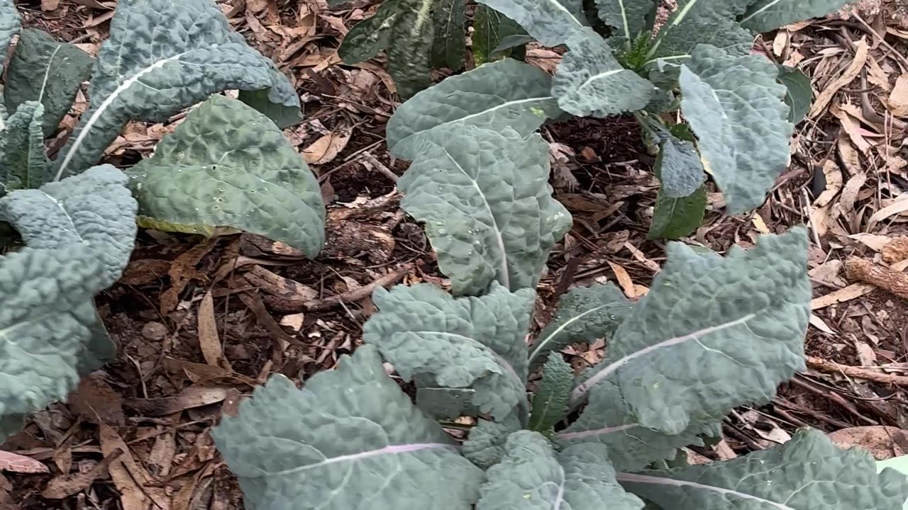 Kale & Lettuce at Jaya