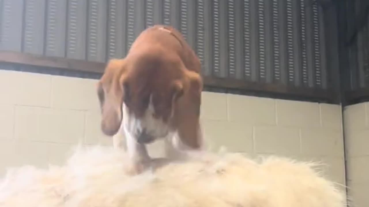 Brushing the horse 😝