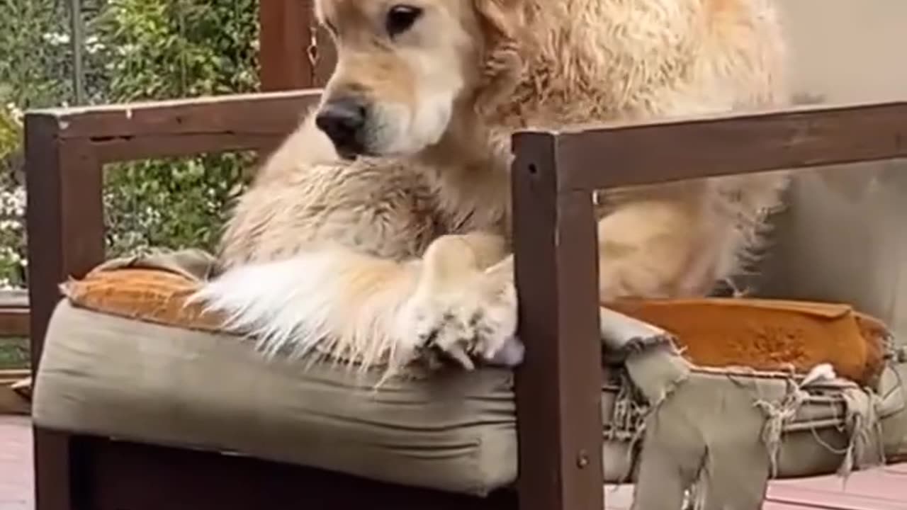 Dogs Are The Boss