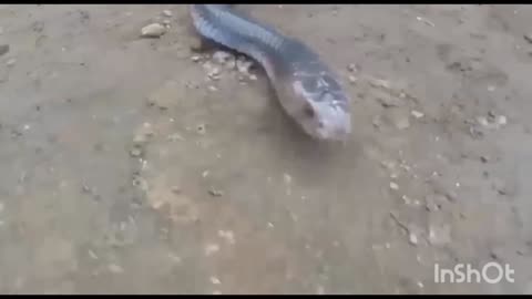 King cobra Big battle in the Desert mongoose and the unexpected / most Amazing attack of Animals