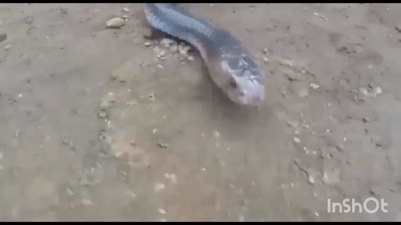 King cobra Big battle in the Desert mongoose and the unexpected / most Amazing attack of Animals