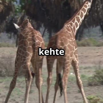 Why Do Giraffes Have Long Necks? 🦒 | Kids Wow Fact Wednesday | Hindi #Shorts