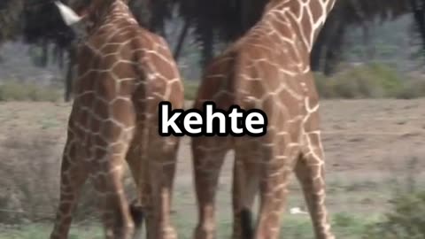 Why Do Giraffes Have Long Necks? 🦒 | Kids Wow Fact Wednesday | Hindi #Shorts