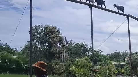 How This Farmer Treats His Goats… Beautiful