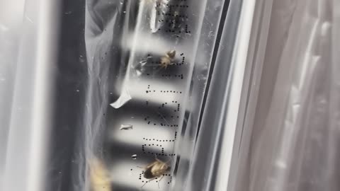 Live Roaches In This No Power Playstation 5!
