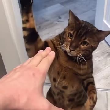 o gato lutador de boxes.mp4