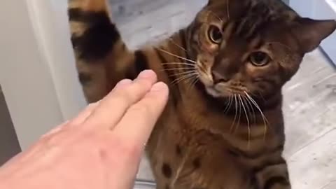 o gato lutador de boxes.mp4
