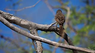 Flycatcher Catches a Cicada
