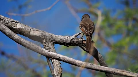 Flycatcher Catches a Cicada