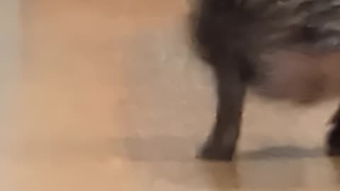Hedgehog Skedaddles With Tiny Tippy Taps