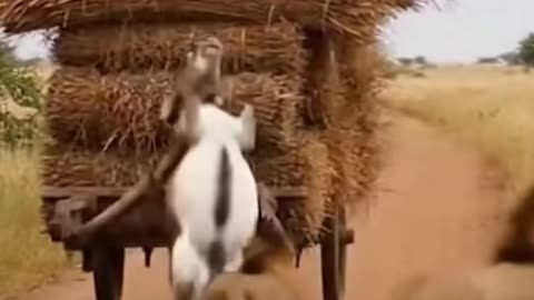 Warthog vs Lion 🦁Funny Moment, with a Donkey🐴🤣🤣