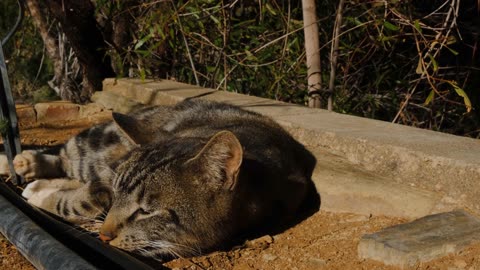 Cute Animal Ep84