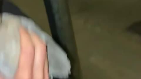 Releasing Bird Into Car
