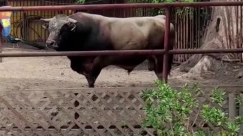 cow