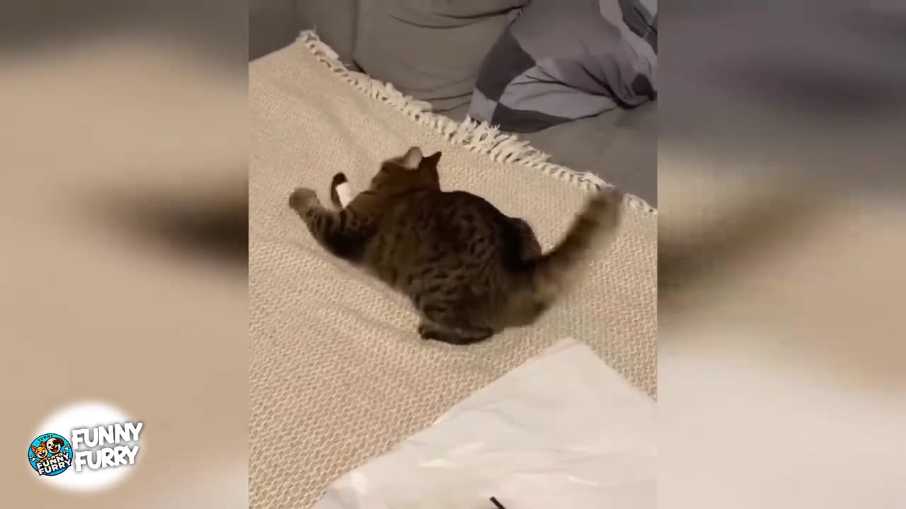 Funniest Cat & Dog Moments of 2025! 😂 Must-See Animal Fails