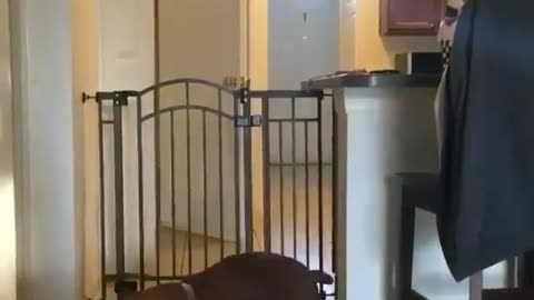 Fun Animals