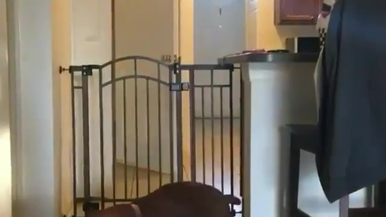 Fun Animals