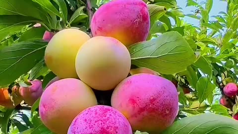 Fresh Fruits ready for harvesting