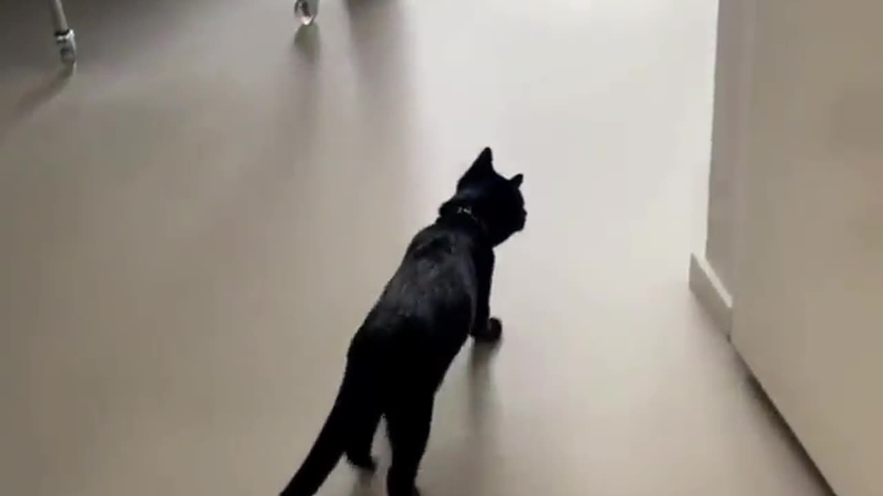 black cat video in the kitchen