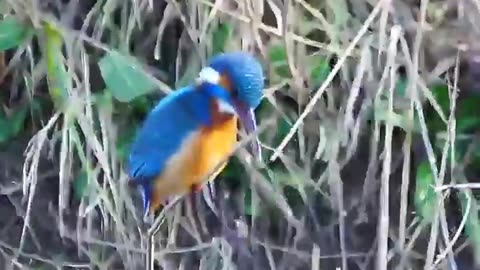 A kingfisher's remarkable head stabilization while hunting.