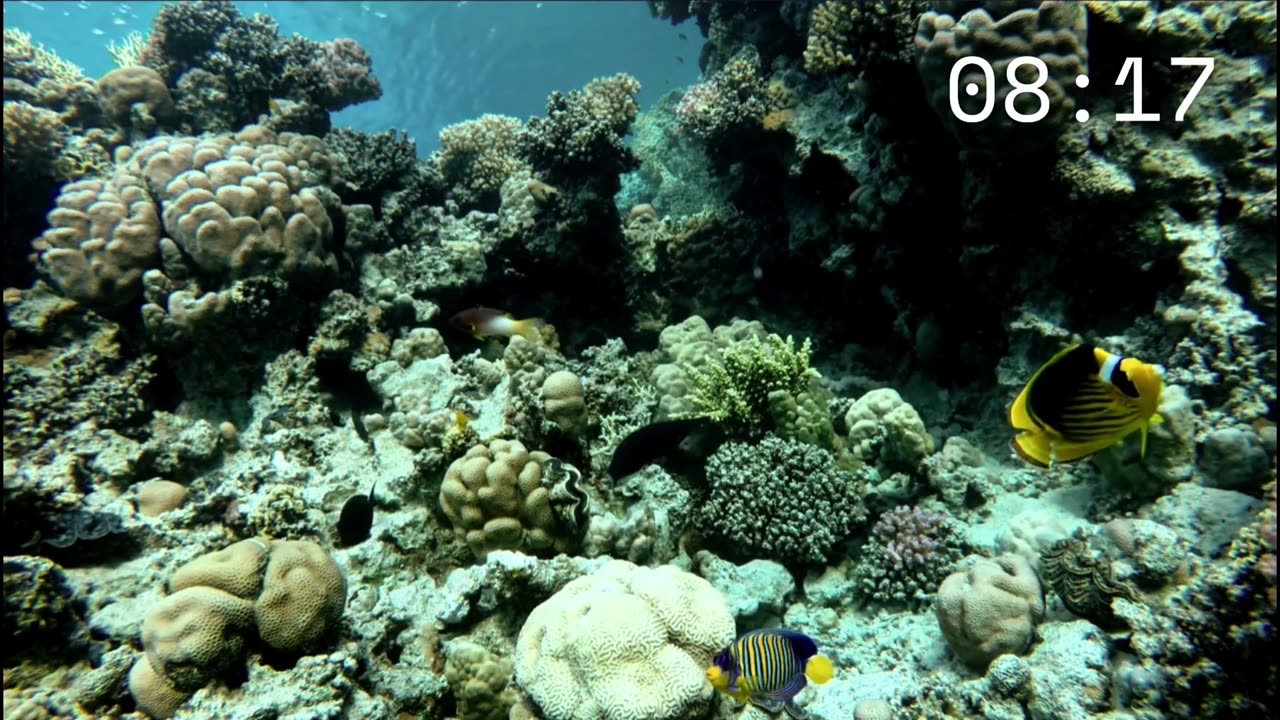 Drift with the Fish 🐠🎵