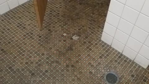 Very brief shot of restaurant bathroom floor tile