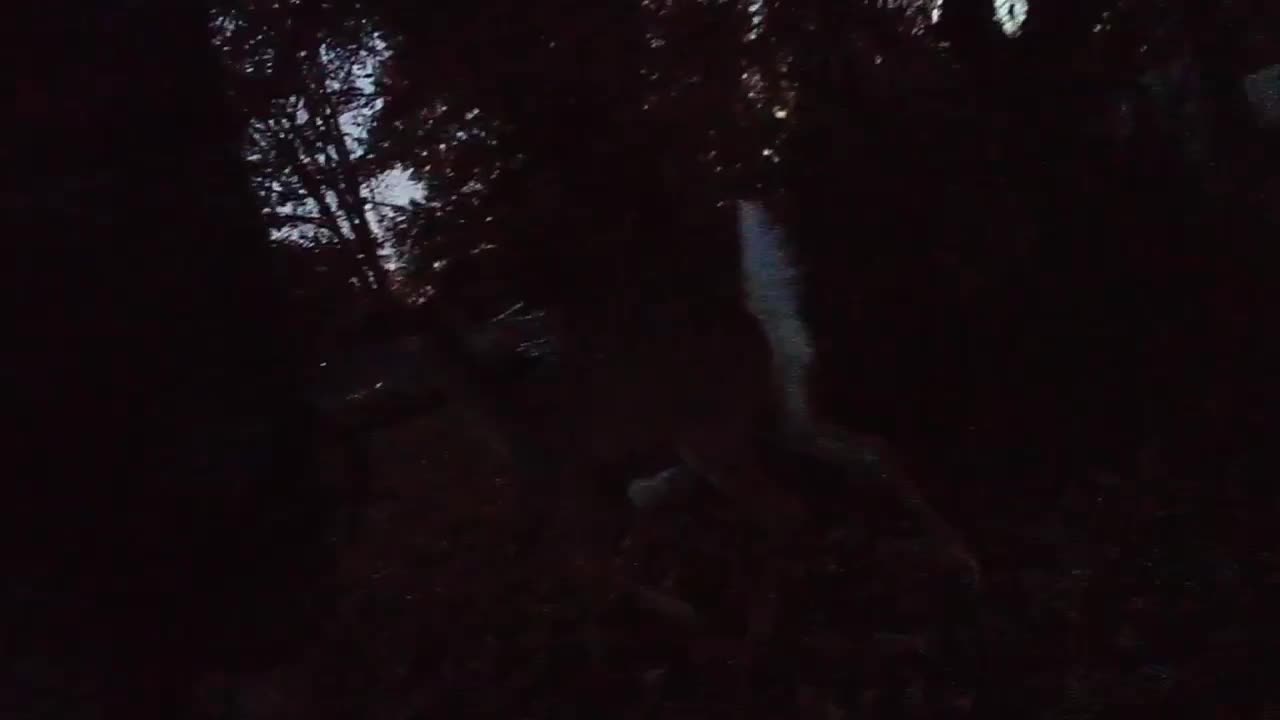 Petting a deer after coming back from the store