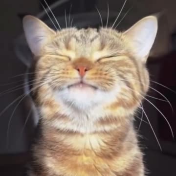 Kitty enjoying the sun.. 😊