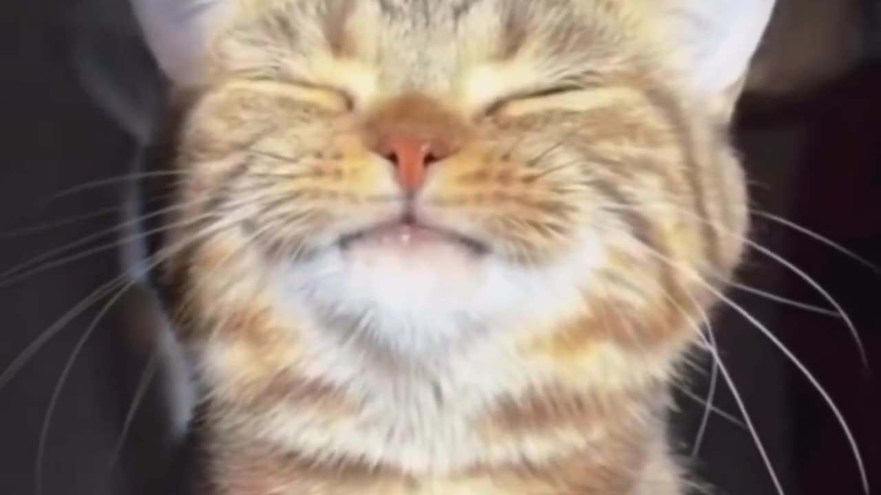 Kitty enjoying the sun.. 😊