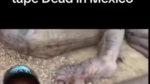 "dinosaurs" = hoax?! The dragon coverup