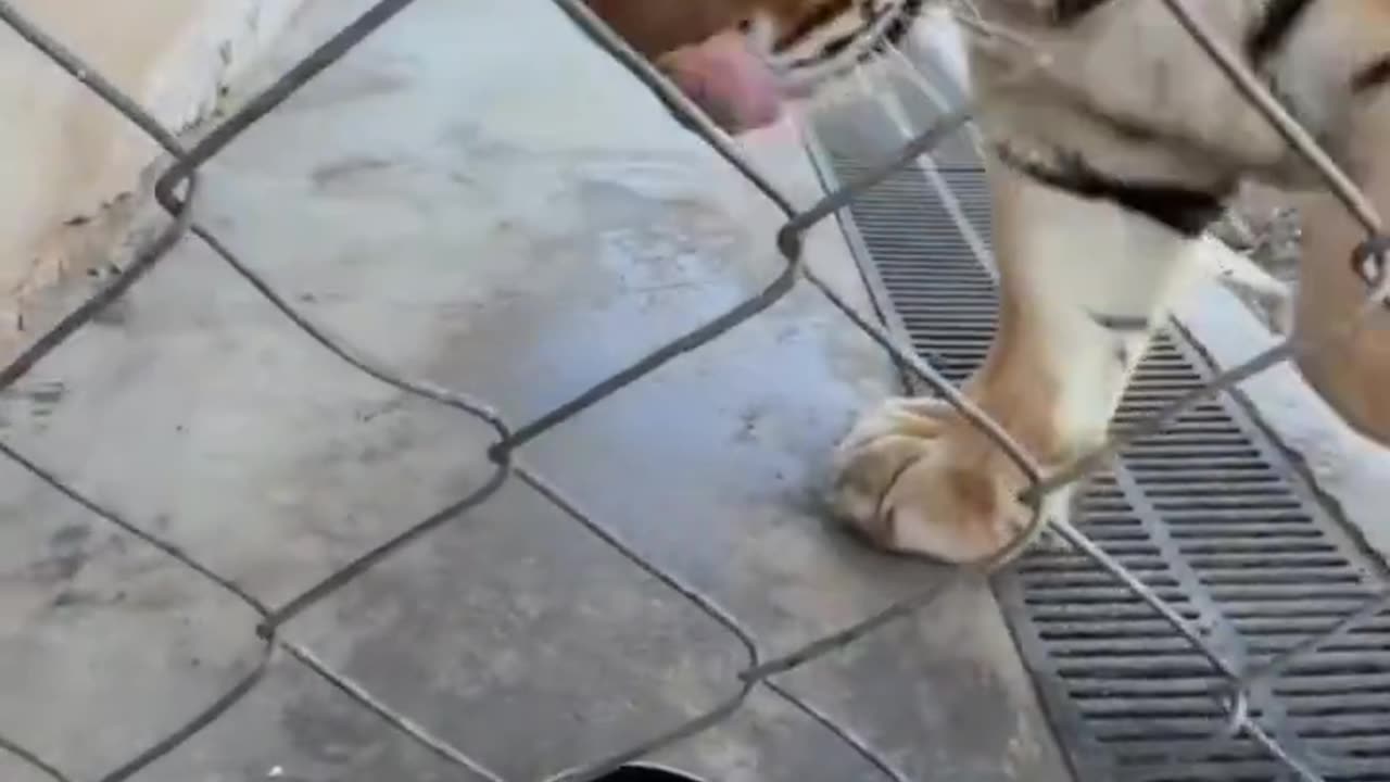 Låna aldrig ut stekpannor till tigrar! 😂🤣😅